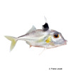 Triacanthus biaculeatus Shortnose Tripodfish