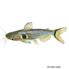 Horabagrus brachysoma Eclipse Catfish