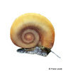Marisa cornuarietis Colombian Ramshorn Snail Golden
