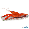 Procambarus clarkii Louisiana Crawfish Red