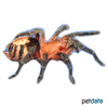 Cyriocosmus perezmilesi Bolivian Dwarf Beauty Tarantula
