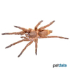 Chilobrachys huahini Asian Fawn Tarantula
