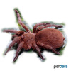 Acanthoscurria suina Rusty Brown Bird Eater