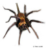 Linothele megatheloides Colombian Funnel Web Spider
