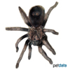 Lasiodorides polycuspulatus Peruvian Blonde Tarantula
