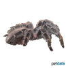 Lasiodora benedeni Brazilian Red Birdeater