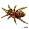 Tapinauchenius plumipes Trinidad Mahogany Tree Spider