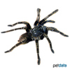 Sericopelma commune Panama Black Tarantula