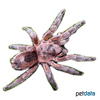 Phrixotrichus scrofa Chilean Copper Tarantula
