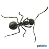 Polyrhachis dives Weaver Ant