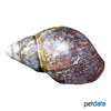 Archachatina marginata suturalis Giant African Snail Suturalis
