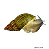 Archachatina marginata marginata Giant African Snail