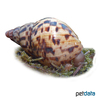 Lissachatina immaculata Panther Agate Snail