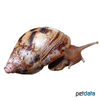 Lissachatina albopicta Giant African Snail