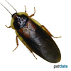 Blaptica dubia Argentinian Wood Cockroach