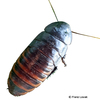 Blaberus colloseus Brazilian Cockroach