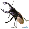 Odontolabis ludekingi Ludekingi Stag Beetle