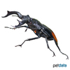 Hexarthrius parryi Fighting Giant Stag Beetle