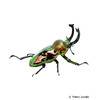 Phalacrognathus muelleri Rainbow Stag Beetle