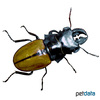 Odontolabis wollastoni Wollastoni Stag Beetle