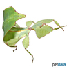 Cryptophyllium celebicum Celebes Leaf Insect