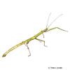 Carausius morosus Indian Stick Insect