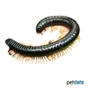 Spirostreptus sp. Millipede