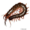 Scolopendra subspinipes Pacific Giant Centipede