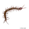 Scolopendra polymorpha Common Desert Centipede