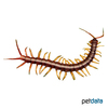Scolopendra morsitans Red-headed Centipede