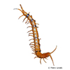 Scolopendra hardwickei Indian Tiger Centipede