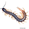 Ethmostigmus trigonopodus African Giant Centipede