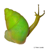 Edentulina obesa Cameroon Green Snail