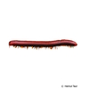 Centrobolus fulgidus Black Fire Millipede