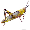 Zonocerus variegatus Variegated Grasshopper