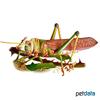 Tropidacris collaris Violet-Winged Grasshopper