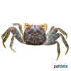 Geosesarma sp. 'Yellow Eye' Yellow Eye Vampire Crab
