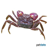 Geosesarma bogorensis Blue Devil Vampire Crab