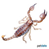 Opistophthalmus glabrifrons Shiny Burrowing Scorpion