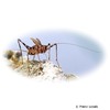 Phaeophilacris bredoides East African Cave Cricket