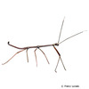 Lonchodiodes sp. 'Negros' Phillippinian Stick Insect