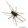 Eratigena atrica Giant House Spider