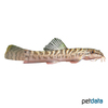 Paracanthocobitis zonalternans Dwarf Zipper Loach