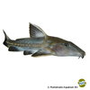 Oxydoras niger Ripsaw Catfish