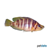 Altolamprologus compressiceps 'Chaitika' Compressed Cichlid Chaitika