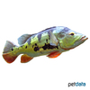 Cichla monoculus Monoculus Peacock Bass