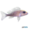 Callochromis macrops Large-Eyed Mouthbrooder