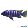 Cynotilapia zebroides 'Chewere' Zebra Cynotilapia Chewere