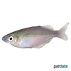 Chilatherina sentaniensis Sentani Rainbowfish