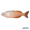 Melanotaenia parva Lake Kurumoi Rainbowfish